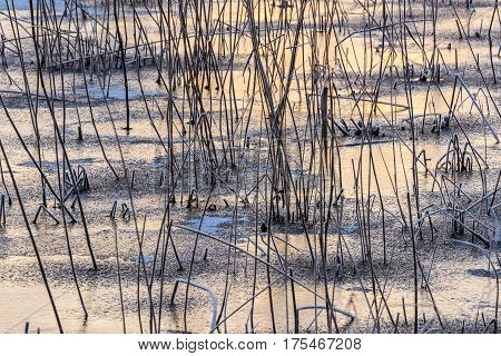 Wintertime with snow ice and reed during sunrise in National Park De Weerribben-Wieden in The Netherlands.