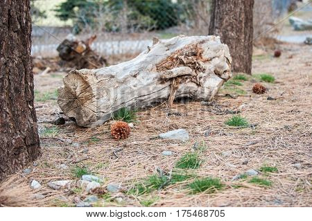 Pine cone lying on ground with cut log in background.