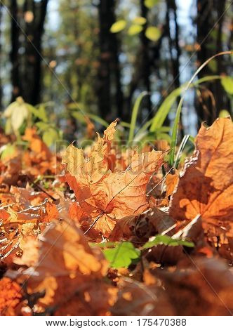 fallen leaves in autumn forest at sunny weather