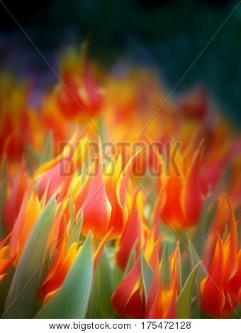 Photo of bright beautiful fiery tulips in the park