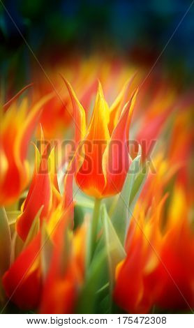 Photo of bright beautiful fiery tulips in the park