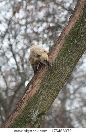 a picture of an anteater in tree