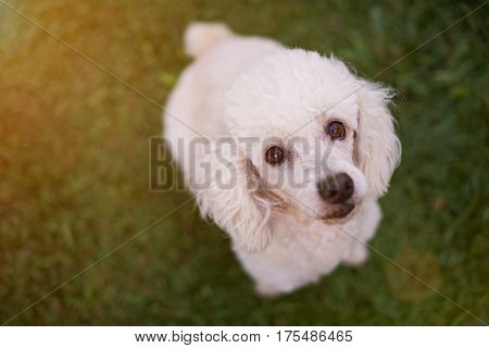 Looking Up White Poodle