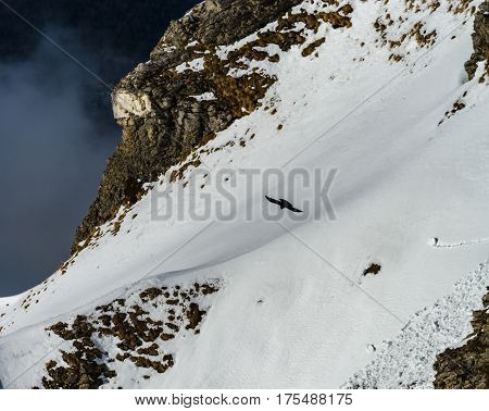 Aerial View Of Bird Flying Over The Land