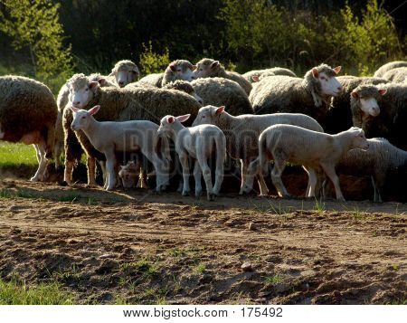 Sheeps