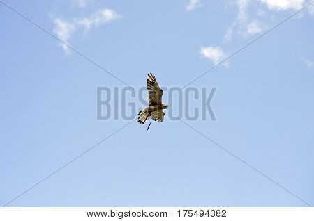 the nankeen falcon is flying high over head