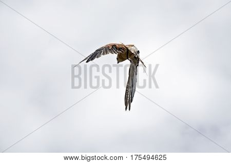 the nankeen falcon is flying high over head