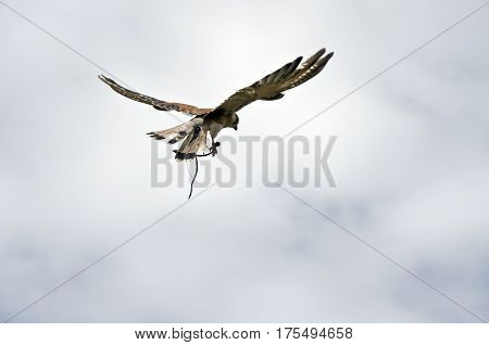 the nankeen falcon is flying high over head