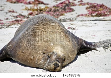 the fat sealion is resting on the beach at Seal Bay