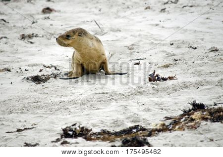 the sea lion pup is walking along the beach looking for her mother