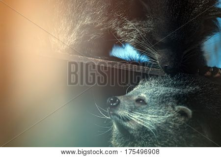 Rare beautiful endangered cute binturong animals touching