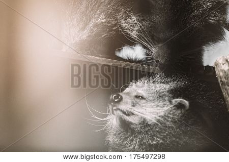 Rare and beautiful endangered binturong animals touching