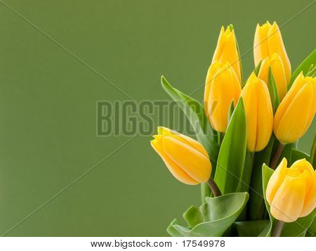 Tulipani gialli