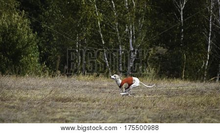 Whippet Dog Running. Coursing, Passion And Speed
