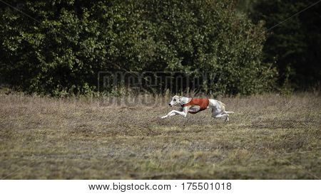 Whippet Dog Running. Coursing, Passion And Speed