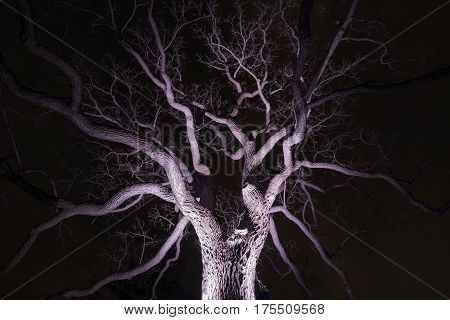 Spidery winter tree spotlighted from beneath giving it a spooky purple glow bare branches winter or halloween scene