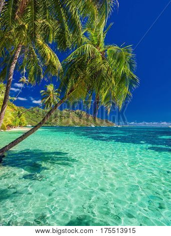 Beach with palm trees on the north side of tropical Moorea island, French Polynesia