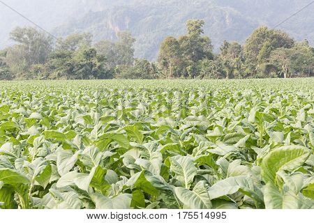 Field Nicotiana tabacum the Common tobacco is an annually-growing herbaceous plant