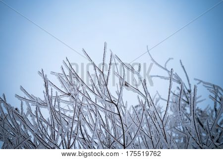 Winter background with brunches covered with snow in blue. Shot with soft focus. Retouched and vignette is added.