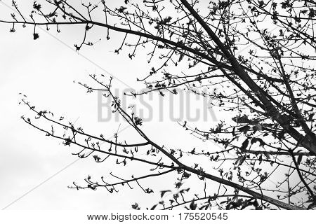 Tree Tips Branches with some Flowers