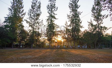 Summer Landscape At Sunrise. Pine Trees Growing In A Field And Sky In The Rays Of The Setting Sun
