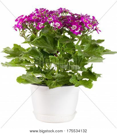 Cineraria flowers in a pot isolated on white background.
