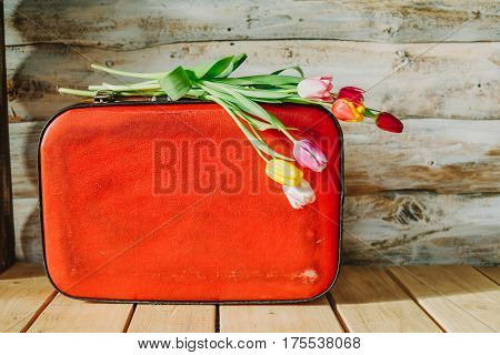 tulips in red suitcase. woden background .