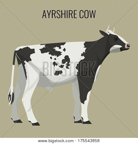 Ayrshire Cow Isolated Vector & Photo (Free Trial) | Bigstock