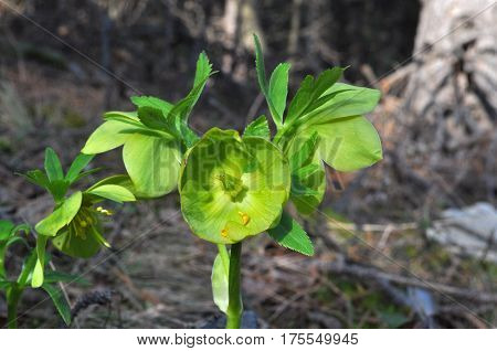 Hellebore, Helleborus odorus, first flower of spring in the woods