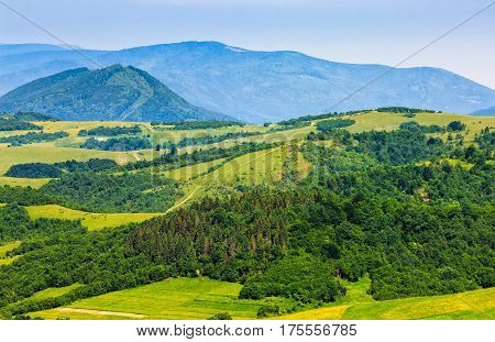 Forest On A Mountain Hillside In Rural Area