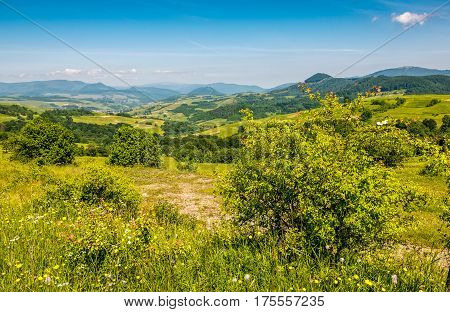 Forest On A Mountain Hillside In Rural Area