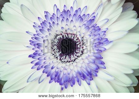 Closeup white and blue chrysanthemun flower textured background