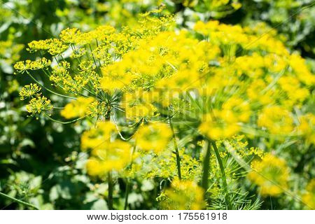 Yellow flowers of dill (Anethum graveolens). Close up.
