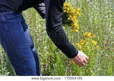 The meadow gathering herbs. Man on a Sunny day in a meadow picking flowers tutsan.