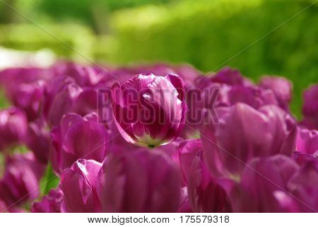 Beautiful blooming purple tulip in the garden