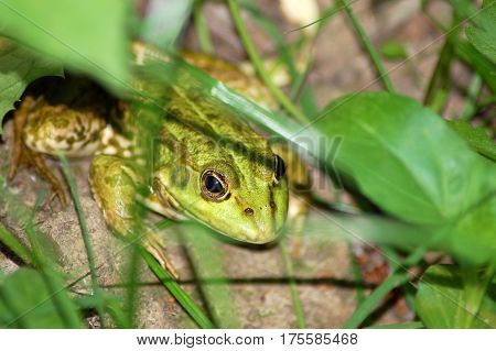 Frog In Grass