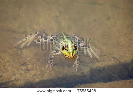 Frog In The Pond