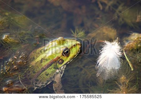 Frog In The Pond