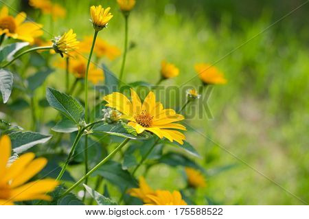 Heliopsis Helianthoides, Yellow Flowers