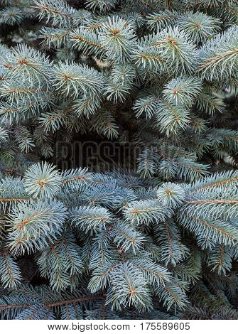 Evergreen branches of the Colorado blue spruce.