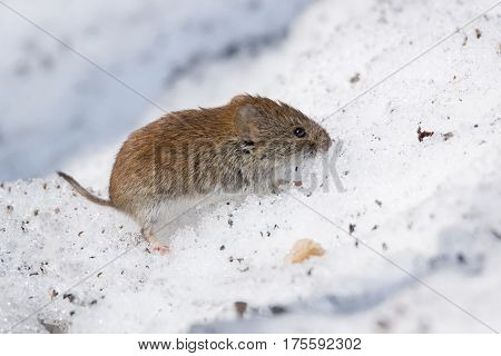 The photo shows a mouse in the snow