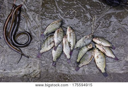 Fresh Fish At The Local Market In Asia City