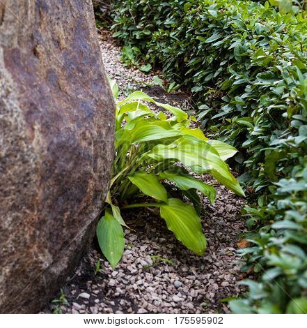 Buxus and hosta near the big stone.