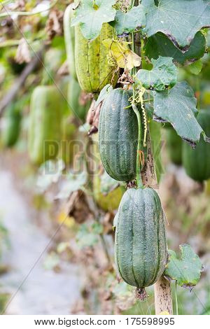 Luffa gourd plant in garden luffa cylindrica