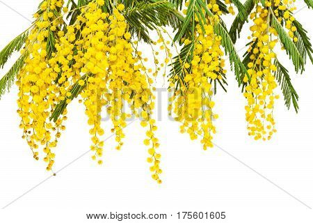 Luxury branches of a blossoming mimosa. Spring flowers. Yellow fragrant clusters of mimosa. The symbol of spring.