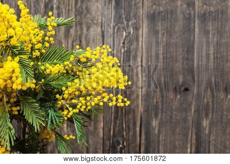 Beautiful yellow inflorescences of mimosa on a wooden background. Yellow spring flowers. The symbol of spring.
