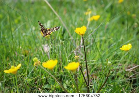Monarch butterfly seeking nectar on a flower using path