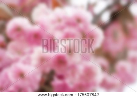 background blurr branch of pink cherry flowers sakura