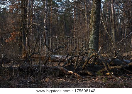 Pine stump, result of tree felling. Total deforestation, cut forest. Tractor