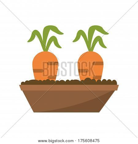 carrot garden bed carrot image vector illustration eps 10